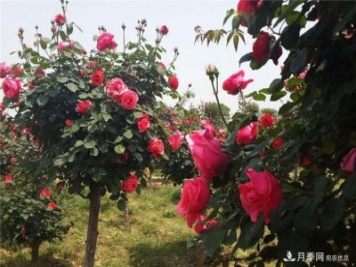 南陽(yáng)月季_樹(shù)狀月季_南陽(yáng)月季樹(shù)批發(fā)價(jià)格