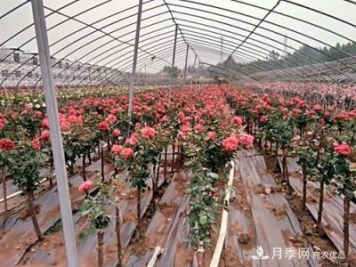 南陽市內(nèi)鄉(xiāng)縣與北京延慶區(qū)合作結(jié)樹狀月季碩果
