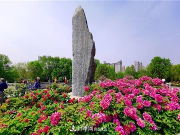 山東三大花都盛產(chǎn)牡丹、月季、玫瑰，看看是哪里？