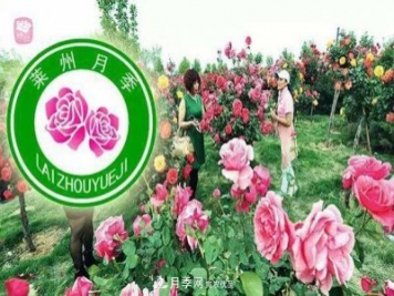 中國月季花之都-山東萊州