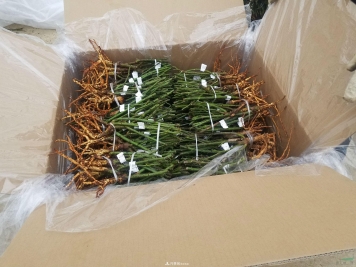 南陽月季裸根種苗出口發(fā)往韓國