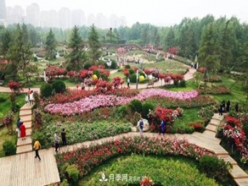 提升月季景觀，月季補(bǔ)植為河北廊坊城區(qū)綠化“錦上添花”