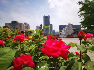 太原種植百萬(wàn)株月季花卉，打造玫瑰浪漫之都