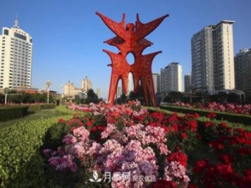 商丘市花月季爭相盛放，增艷商丘市容