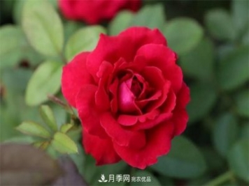 月季夫人蔣恩鈿，是她把月季花種到了人民大會堂