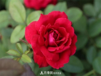 月季夫人蔣恩鈿，是她把月季花種到了人民大會(huì)堂