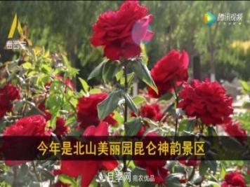 青海西寧第七屆月季展，北山美麗園20多萬(wàn)株月季盛開！