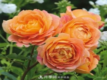 兩廣福建應該種什么月季品種？