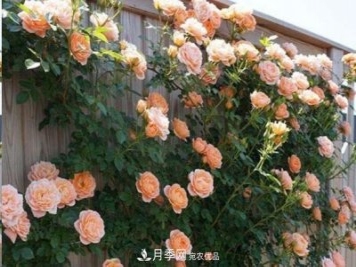 廣東種月季，首選這15個(gè)品種，一年花開10個(gè)月！