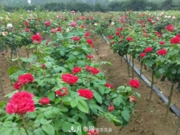 小型樹樁月季，小月季樹批發(fā)價格