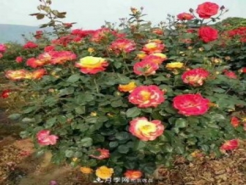 南陽市臥龍區(qū)香樟苗木批發(fā)基地