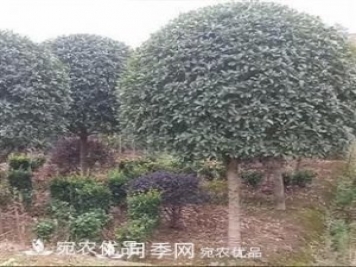 南陽精品桂花球，3-5公分桂花苗桂花樹