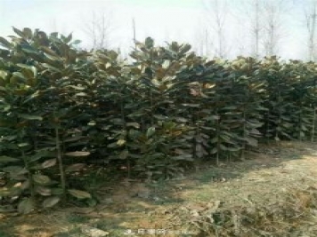 南陽(yáng)玉蘭基地，廣玉蘭苗木繁育技術(shù)