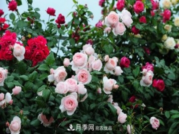 耐熱月季，廣東適合種什么月季？