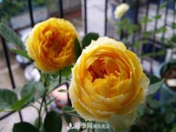 微型月季-金絲雀要怎么修剪？