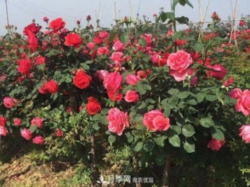 月季美文：南陽石橋看月季小記