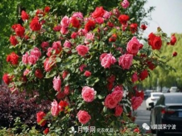 浙江寧波綠化“月季樹(shù)”千花盛放、爭(zhēng)奇斗艷甬城