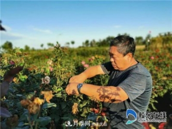 月季很美，兵支書很贊，山東萊州任尚泉走出最美致富路