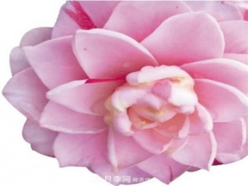 浙江金華婺城區(qū)竹馬鄉(xiāng)茶花產(chǎn)業(yè)綻放“花經(jīng)濟(jì)”