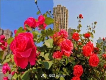 山東濟(jì)南歷城區(qū)唐冶西路的樹狀月季花?！懊廊缙G”