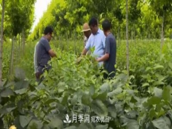 河南商丘男子種苗木，半年營業(yè)額達3000萬