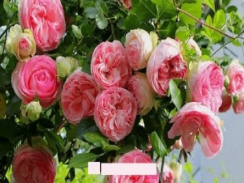 月季花愛長個開花多，養(yǎng)上2-3年就成“花墻”，值得擁有