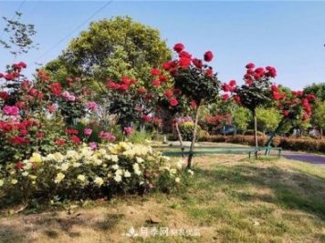 南陽市內(nèi)鄉(xiāng)縣月季產(chǎn)業(yè)助力脫貧增收