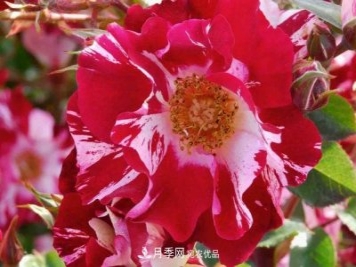 一年開(kāi)360天！這個(gè)獲得AARS大獎(jiǎng)的藤本月季簡(jiǎn)直逆天！