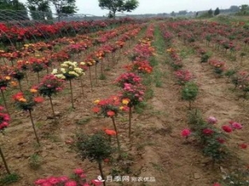 高顏值！安慶多彩月季現(xiàn)身園林景觀