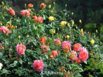 福建漳州地區(qū)月季養(yǎng)護及花期調(diào)控辦法大全