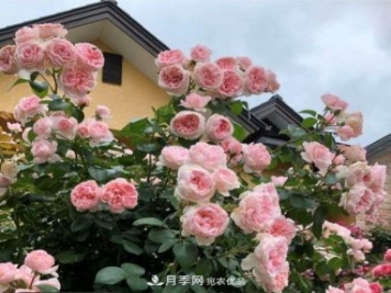 秋天養(yǎng)月季做好4方面，筍芽多開花旺