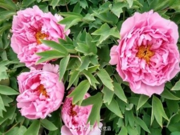 洛陽(yáng)牡丹花種植中的一點(diǎn)小建議，有幫助必看