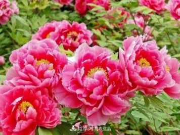 洛陽(yáng)牡丹節(jié)文化源頭，來自宋代洛陽(yáng)的牡丹情結(jié)