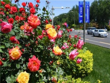 河北廊坊500余萬(wàn)株月季打造城市月季花海