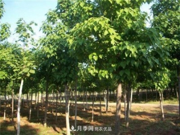 看木王楸樹的歷史，南陽楸樹苗木基地供應(yīng)