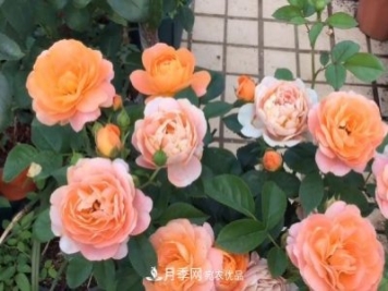 果汁陽臺月季好養(yǎng)嗎，一年開幾次花？