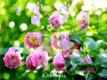 秋天種月季要注意四個(gè)問(wèn)題，否則難養(yǎng)好