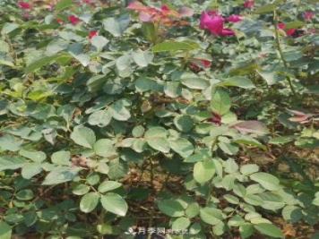 月季苗，月季花，品種齊全暢銷全國市花城市