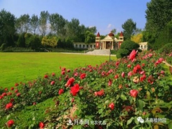 金秋花兒姹紫紅，山東濟(jì)南植物園萬株月季與您“約會(huì)”佳節(jié)