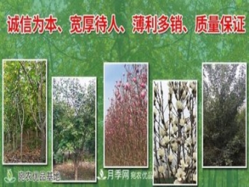 南召縣云陽(yáng)玉蘭種植農(nóng)民基地