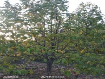 中國辛夷之鄉(xiāng)，南召辛夷花樹的介紹