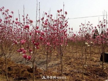 南陽南召縣玉蘭苗木產(chǎn)業(yè)奪勝利 生態(tài)扶貧收紅利