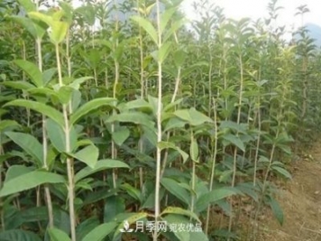 快速學(xué)習(xí)南陽苗木行業(yè)的規(guī)格術(shù)語 胸徑米徑冠幅