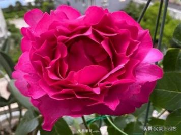 無伊芙不月季，哪種伊芙月季最值得入手？