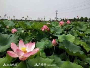 南陽鎮(zhèn)平中原荷花博覽園，一個(gè)蓮藕全產(chǎn)業(yè)鏈的南陽樣本