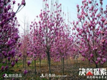 南陽南召縣“林+N”生態(tài)扶貧 玉蘭苗木產(chǎn)業(yè)富萬家