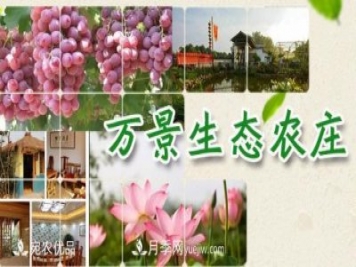 南召縣萬景園林張園園，玉蘭樹苗木創(chuàng)業(yè)造福鄉(xiāng)梓