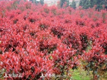 南陽(yáng)市臥龍區(qū)香樟紅葉石楠苗木種植基地