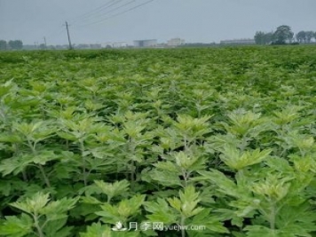 南陽艾草種植年產(chǎn)值達(dá)數(shù)億元 宛艾艾根艾苗專供在這里