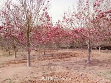 南召縣皇后鄉(xiāng)苗木產(chǎn)業(yè)：玉蘭花開(kāi)脫貧路